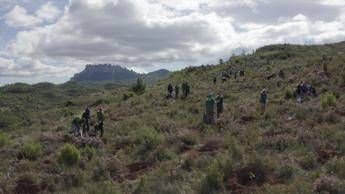Cambiamenti climatici, la risposta negli alberi Cambiamenti climatici, la risposta negli alberi