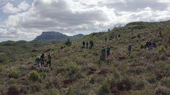 Cambiamenti climatici, la risposta negli alberi