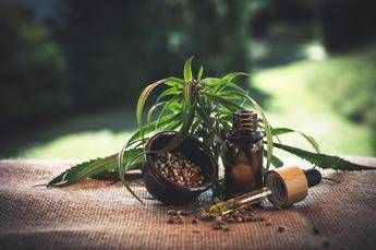 Cibo, beauty e persino pet food: la CBD legale spopola sul mercato Cibo, beauty e persino pet food: la CBD legale spopola sul mercato