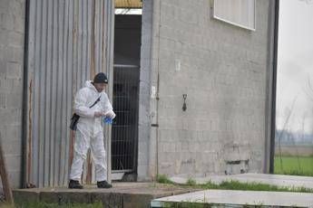 Covid e visoni, stop attività allevamenti in Italia: arriva l'ordinanza Covid e visoni, stop attività allevamenti in Italia: arriva l'ordinanza