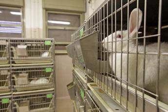 Sperimentazione animale, è scontro nella maggioranza Sperimentazione animale, è scontro nella maggioranza