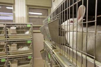 Sperimentazione animale, è scontro nella maggioranza