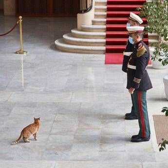 Di Maio in Algeria per firma memorandum, fuori programma con un gatto Di Maio in Algeria per firma memorandum, fuori programma con un gatto
