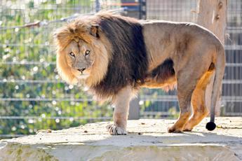 Covid, positivi 4 leoni dello zoo di Barcellona