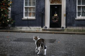 Brexit, l'agguato del gatto Larry ruba la scena a Downing Street