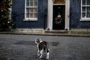 Brexit, l'agguato del gatto Larry ruba la scena a Downing Street Brexit, l'agguato del gatto Larry ruba la scena a Downing Street