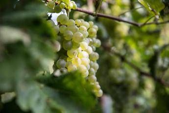 Sistema Prosecco, un anno di battaglie in difesa di un simbolo del made in Italy Sistema Prosecco, un anno di battaglie in difesa di un simbolo del made in Italy