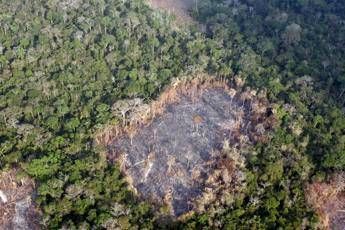 Brasile vs Norvegia, disputa a colpi di deforestazione e balene