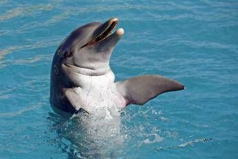 TripAdvisor si schiera con balene e delfini TripAdvisor si schiera con balene e delfini