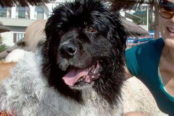 Baci il tuo cane? Gli esperti lo sconsigliano: Bocca piena di microrganismi Baci il tuo cane? Gli esperti lo sconsigliano: Bocca piena di microrganismi