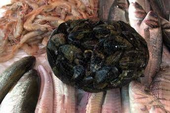 Troppe retine delle cozze su spiagge e in mare, la soluzione Enea Troppe retine delle cozze su spiagge e in mare, la soluzione Enea