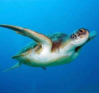 Salvare le Caretta caretta, E.ON sostiene TartaLove Salvare le Caretta caretta, E.ON sostiene TartaLove