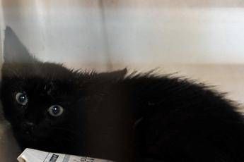 'Effetto gatto nero', ecco perché siamo superstiziosi 'Effetto gatto nero', ecco perché siamo superstiziosi
