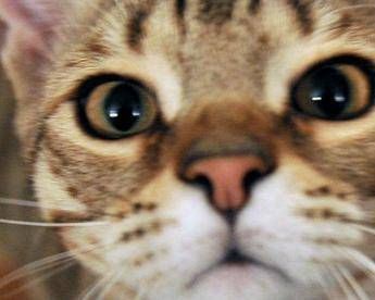 Gatto attacca 7 pitbull e li mette K.O. Gatto attacca 7 pitbull e li mette K.O.