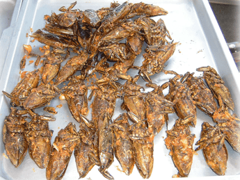 Larve al cioccolato e vodka allo scorpione, l'Umanitaria presenta gli 'edible insects' a Expo Larve al cioccolato e vodka allo scorpione, l'Umanitaria presenta gli 'edible insects' a Expo