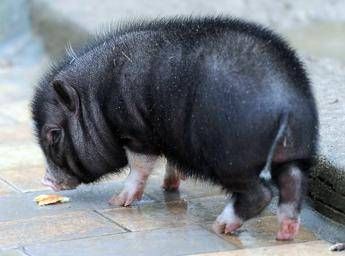 Affitta casa per un mese e quando torna trova maiale da 300 kg in salotto Affitta casa per un mese e quando torna trova maiale da 300 kg in salotto