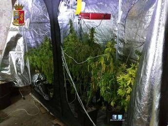 Roma, con l'aiuto del padre allestisce una serra di marijuana in cantina: arrestati Roma, con l'aiuto del padre allestisce una serra di marijuana in cantina: arrestati