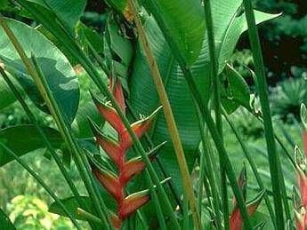 Il Pefc sostiene la certificazione forestale dell’Indonesia Il Pefc sostiene la certificazione forestale dell’Indonesia