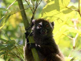 Più bambù in Madagascar per salvare i lemuri Più bambù in Madagascar per salvare i lemuri