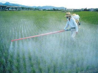 Pesticidi una miccia per il diabete, moltiplicano i rischi Pesticidi una miccia per il diabete, moltiplicano i rischi