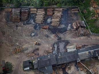 Il legno illegale contamina il mercato italiano ed europeo, la denuncia di Greenpeace Il legno illegale contamina il mercato italiano ed europeo, la denuncia di Greenpeace