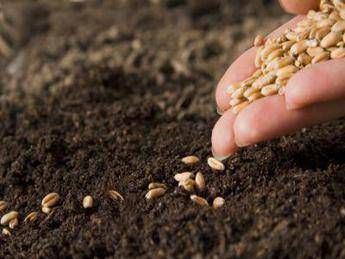 Dall'antico guado al mallo di noce, dalle piante le tinture naturali/ Speciale Dall'antico guado al mallo di noce, dalle piante le tinture naturali/ Speciale