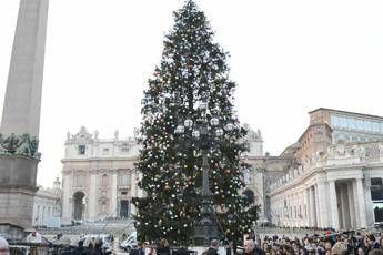 Vaticano L Abete Di Natale In Piazza San Pietro Compie 35 Anni
