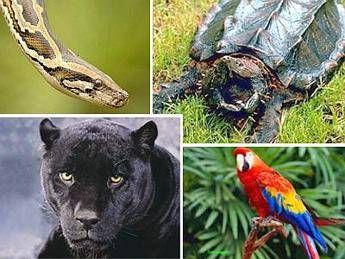Dal pitone agli altri: quando l'animale che non ti aspetti è vicino di casa (in città) Dal pitone agli altri: quando l'animale che non ti aspetti è vicino di casa (in città)
