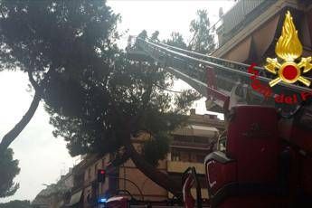 All'Appio Claudio cade un pino All'Appio Claudio cade un pino