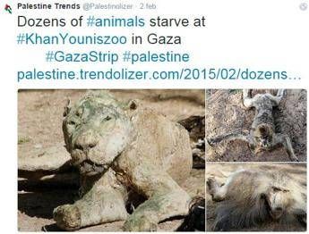 Niente soldi per sostituire gli animali uccisi dalla guerra, nello zoo di Gaza belve impagliate Niente soldi per sostituire gli animali uccisi dalla guerra, nello zoo di Gaza belve impagliate