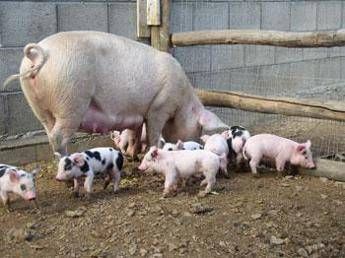 Allarme carne di maiale avariata in Cina, oltre 110 arresti Allarme carne di maiale avariata in Cina, oltre 110 arresti