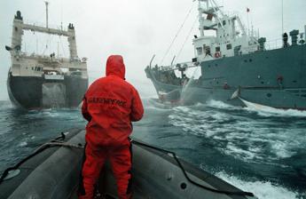 Il Giappone riprende la caccia alle balene