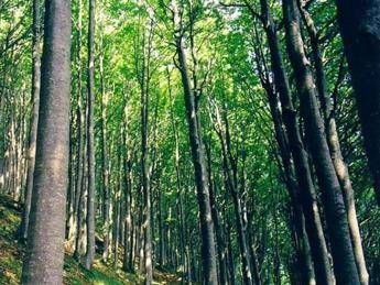 Verde sonnifero, immersi nella natura si dorme meglio Verde sonnifero, immersi nella natura si dorme meglio