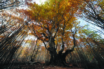 In un volume le foto e la storia degli alberi 'straordinari' d'Italia