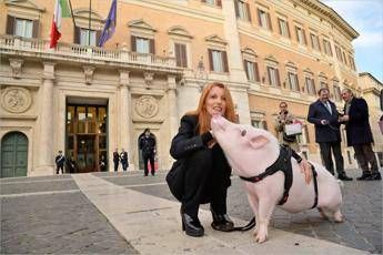 Brambilla porta un maiale a Montecitorio Brambilla porta un maiale a Montecitorio