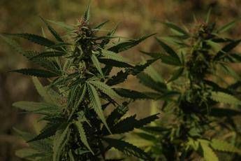 Cannabis, Cassazione: Coltivazione in casa non è reato Cannabis, Cassazione: Coltivazione in casa non è reato