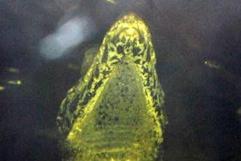 C'è un caimano nel lago? C'è un caimano nel lago?
