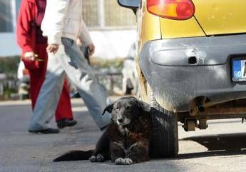 Cinque consigli per viaggiare con il cane in auto Cinque consigli per viaggiare con il cane in auto