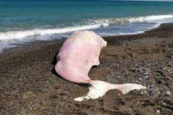 Capodoglio spiaggiato, plastica nello stomaco Capodoglio spiaggiato, plastica nello stomaco