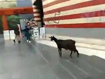 Roma, una capra passeggia tranquilla alla fermata della metro Valle Aurelia Roma, una capra passeggia tranquilla alla fermata della metro Valle Aurelia