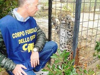 Animali esotici e protetti scoperti nel brindisino, sequestrati dal corpo forestale Animali esotici e protetti scoperti nel brindisino, sequestrati dal corpo forestale