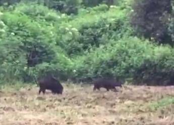 Non solo topi, dai maiali ai cinghiali ecco lo 'zoo' dei cassonetti Non solo topi, dai maiali ai cinghiali ecco lo 'zoo' dei cassonetti