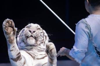 I pro e contro di un circo senza animali I pro e contro di un circo senza animali