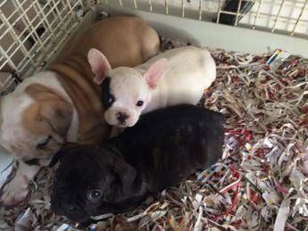 In Gabbia E Senzacqua Cuccioli Di Cane Salvati Dalla Polizia Stradale