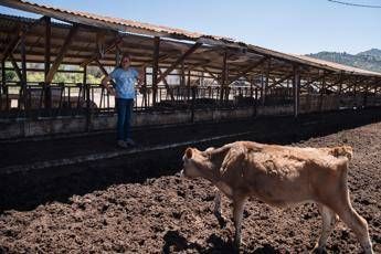 Coronavirus, negli Usa piano da 19 miliardi per agricoltori Coronavirus, negli Usa piano da 19 miliardi per agricoltori