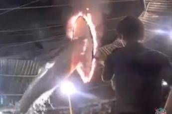 La denuncia: Delfini costretti a saltare dentro anelli infuocati /Video La denuncia: Delfini costretti a saltare dentro anelli infuocati /Video