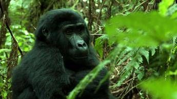Ebola, addio 'King Kong': dal 1990 virus ha ucciso 33% gorilla e scimpanzé Ebola, addio 'King Kong': dal 1990 virus ha ucciso 33% gorilla e scimpanzé