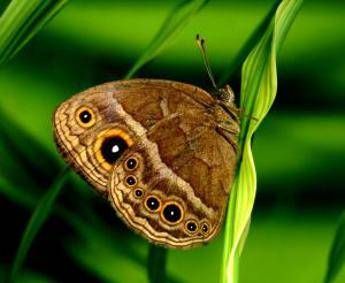 Ambiente, pesticidi killer anche per uccelli e farfalle Ambiente, pesticidi killer anche per uccelli e farfalle