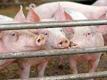Spara con fucile e ferisce vicino dopo lite per furto di maiali, fermato nel catanese Spara con fucile e ferisce vicino dopo lite per furto di maiali, fermato nel catanese