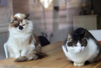 Coronavirus, contagiati due gatti a New York Coronavirus, contagiati due gatti a New York